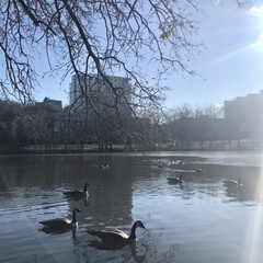 Branta canadensis