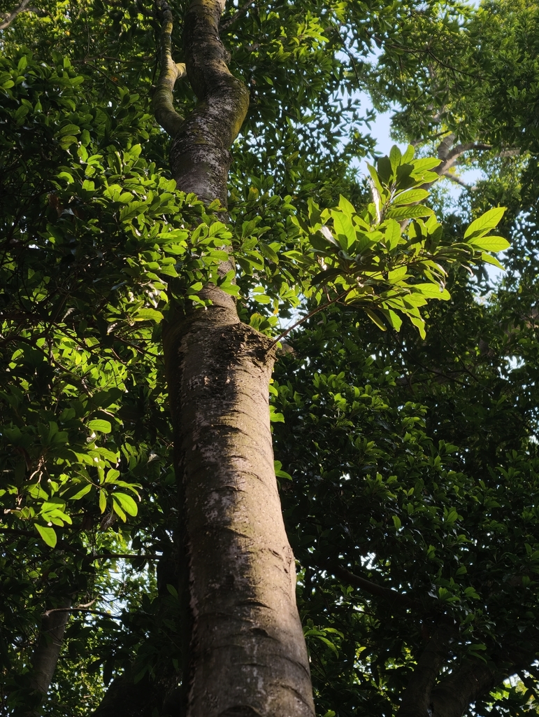 Vatica mangachapoi (Narig)