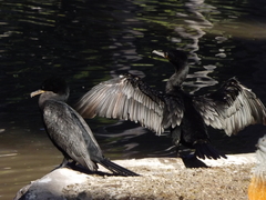 Nannopterum brasilianum