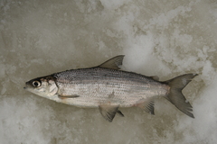 Coregonus artedi
