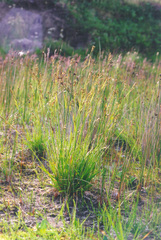 Carex krausei