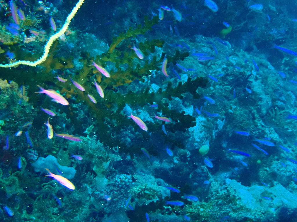 Waite's Splitfin