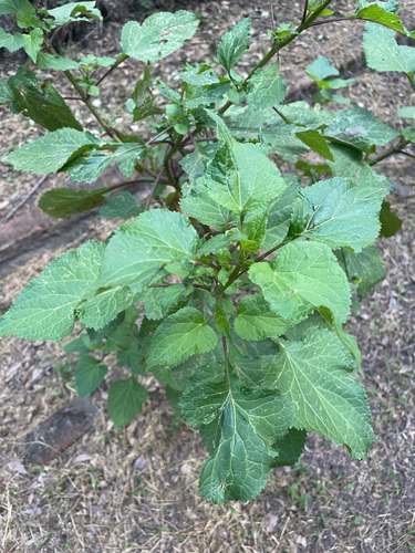 Ageratina grandifolia, photograph 2