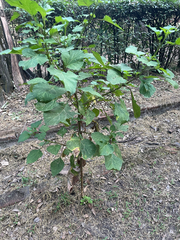 Ageratina grandifolia, photograph Carlos Muñoz-Amezcua, CC BY, iNaturalist via GBIF