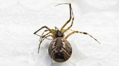 Parasteatoda simulans
