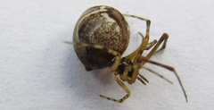 Parasteatoda simulans