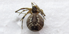 Parasteatoda simulans
