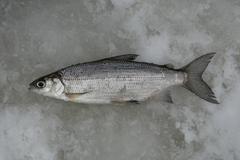 Coregonus artedi