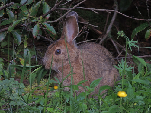 Snowshoe Hare