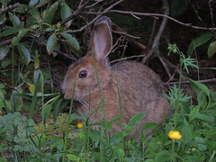 Snowshoe Hare photo 4