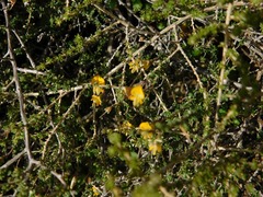 Aspalathus divaricata divaricata