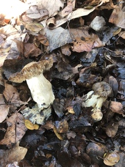 Entoloma medianox