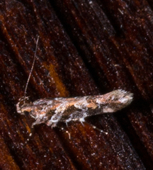 Aristotelia rubidella