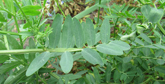 Vicia biennis