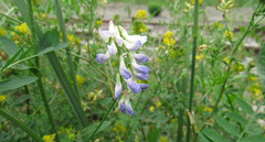 Vicia biennis