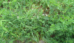 Vicia biennis