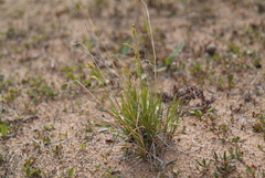 Carex krausei