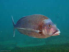 Nemadactylus douglasii