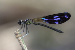 Aristocypha fenestrella