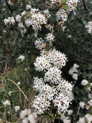 Ceanothus megacarpus megacarpus