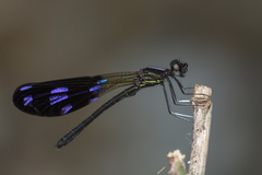 Aristocypha fenestrella