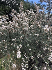 Ceanothus megacarpus megacarpus