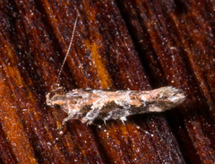 Aristotelia rubidella