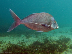 Nemadactylus douglasii