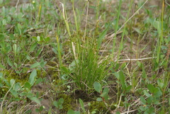 Carex krausei