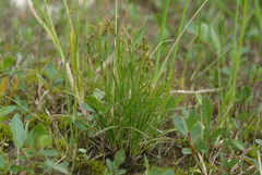 Carex krausei