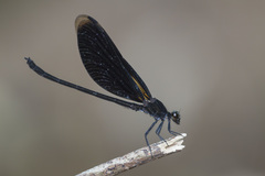 Euphaea masoni