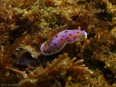 Goniobranchus thompsoni