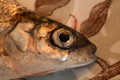 Coregonus artedi