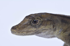 Anolis antonii