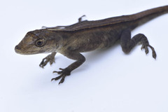 Anolis antonii