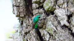 Chrysis smaragdula