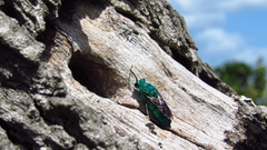 Chrysis smaragdula