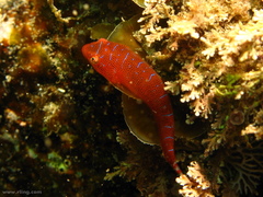 Cochleoceps orientalis