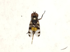 Euxesta major