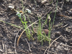 Allium schoenoprasum