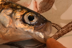 Coregonus artedi