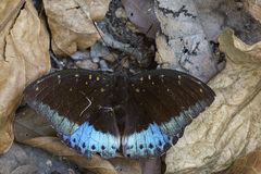 Lexias