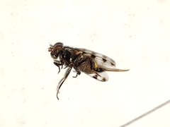 Euxesta major