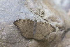 Adoliadini