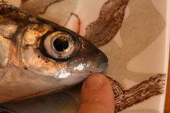 Coregonus artedi