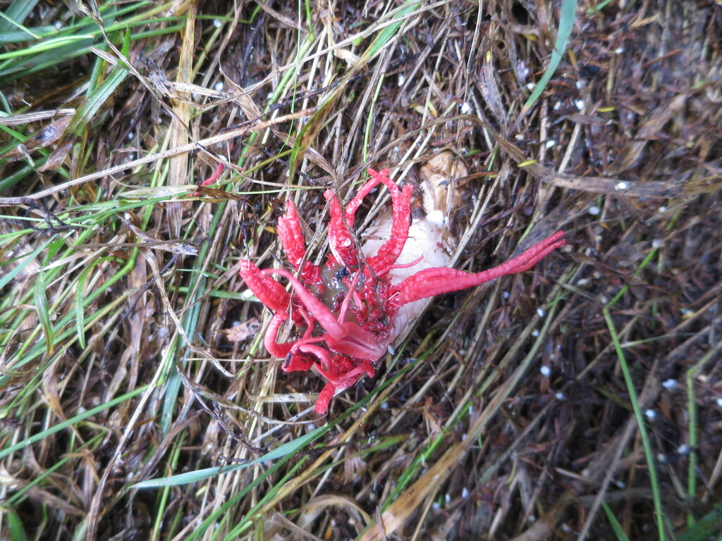 Aseroe rubra · December 2025 · photo: © alice_shanks (iNaturalist, cc-by)
