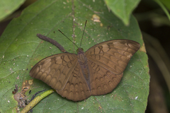Adoliadini