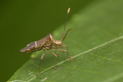 Cletomorpha benita