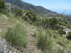 Macrochloa tenacissima