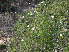 Convolvulus capensis